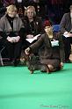 Crufts2011_2 642